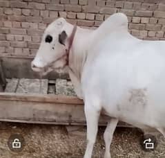 COW FOR SALE