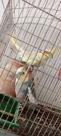 Cockatiel pair for sale