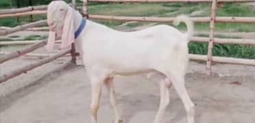 desi
