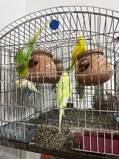 Australian parrots
