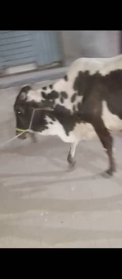 Cow | bachra | cow for sale | bachra for sale