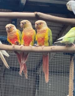 Pineapple Conure Breeders