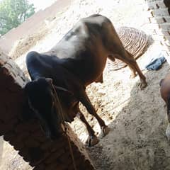 high quality peur Bull are available
