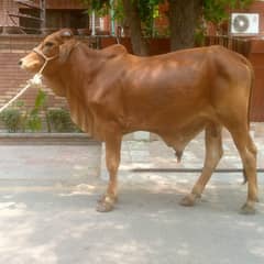 bull | calf | Cow | Qurbani