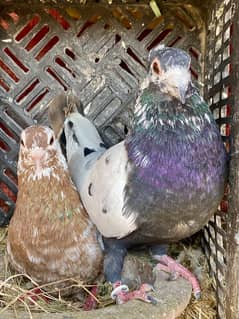 Top quality Breeder pair