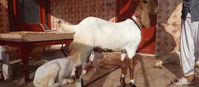 qurbani