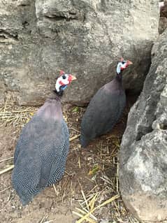 guinea fowl/teetar pair