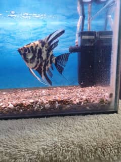 Aquarium with fish and complete accessories