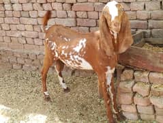 bakra