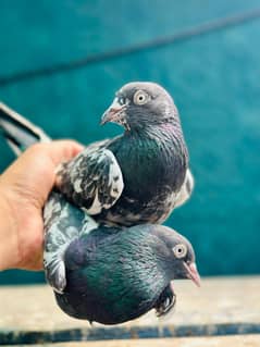 Teddy,Lakhy,Sialkoti Breeders