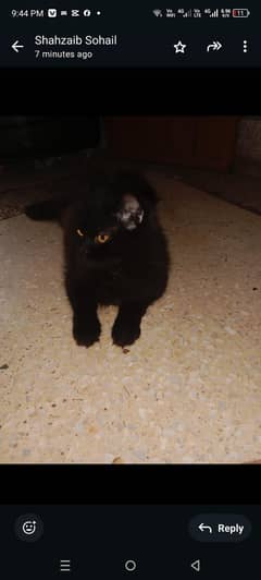 male cat ha  ghar ka ha friendy ha