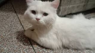Persian cat