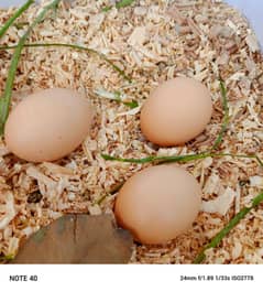 Austerlop eggs