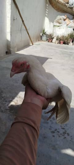 heera
