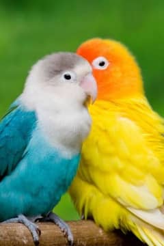 Love Bird Pair Confirmed Breeder