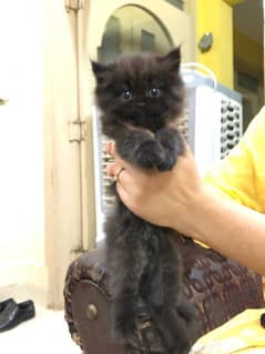 Triple Coated Black Persian Cat for Sale