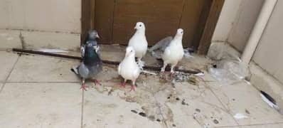 pegions