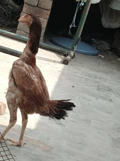 aseel murge ande Vale murge abe may nay bachay nikal hay hay