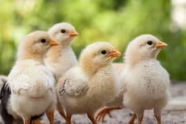 pure desi chicks/ pure desi Hain/desi choose