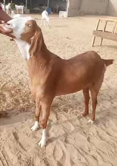 Qurbani