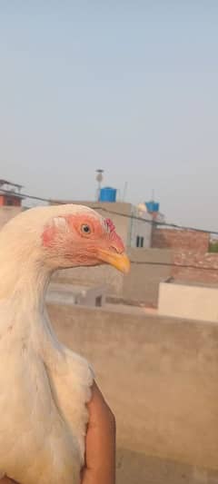 Aseel hen / madi