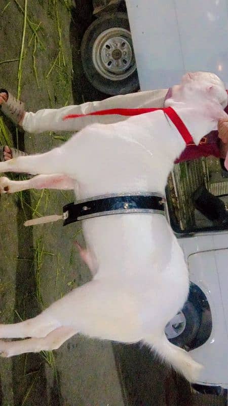 strong body pure rajanpuri nukhra beetal bakra white eyes available 0