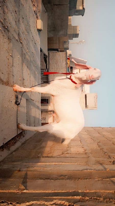 strong body pure rajanpuri nukhra beetal bakra white eyes available 2
