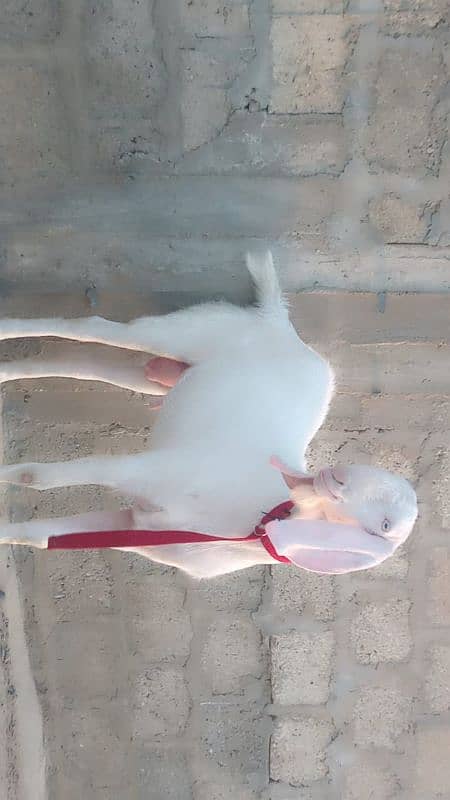 strong body pure rajanpuri nukhra beetal bakra white eyes available 8