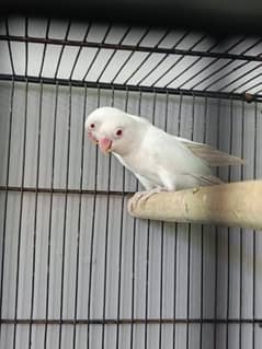 Albino red eyes pair