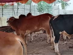 Cattle