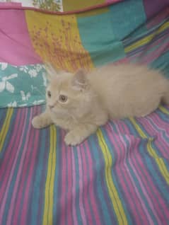 PERCIAN CAT FULLY ACTIVE AND VACCINATED