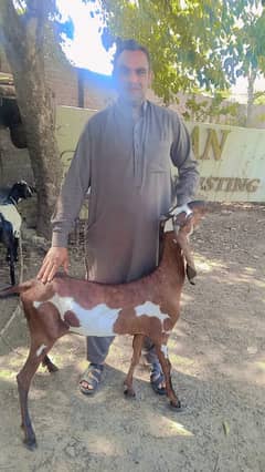 5 female goats for sale healty and active