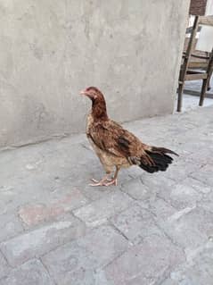kurak aseel murgi andy b deti ha kurak b ha