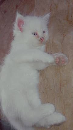 White Persian Kittens
