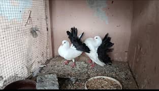 Black tail lakka