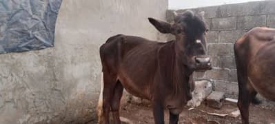 9 Cows For Sale.