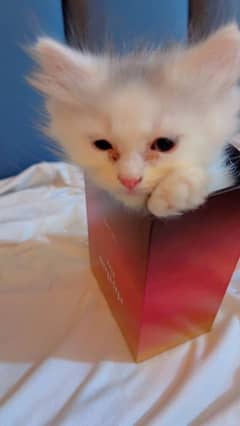 Persian