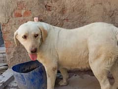 labrador