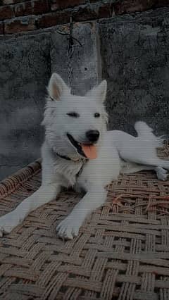 doog