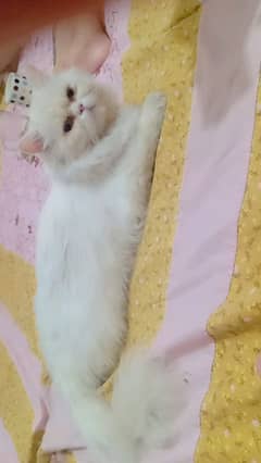 Beautiful Female Cat for Sale - Friendly & Healthy