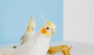 Cocktail Comman White Good Size Breeder pair Home Breed 0309 44 76 176