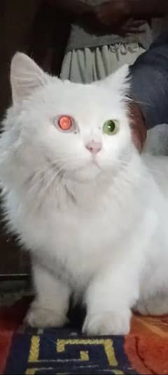 Persian Cat