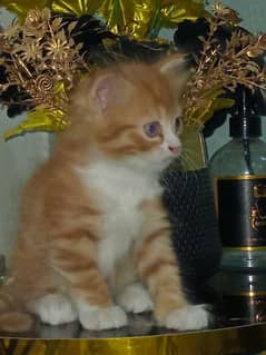 Persian