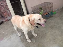 Labrador