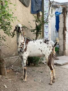 Dasi Bakra For Sell