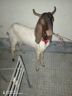 Bakra