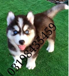 Husky