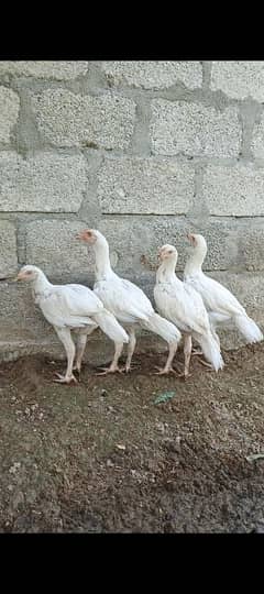 aseel hera high quality 2 pairs patha available for sale