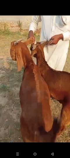 Qurbani ke liye Desi 2 bakre hen pair