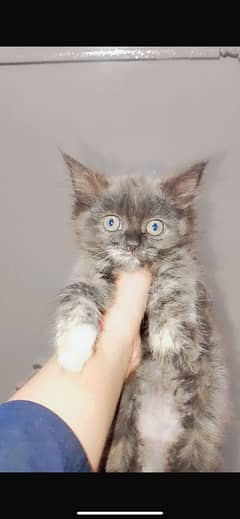 Persian kitten cats for sale urgent
